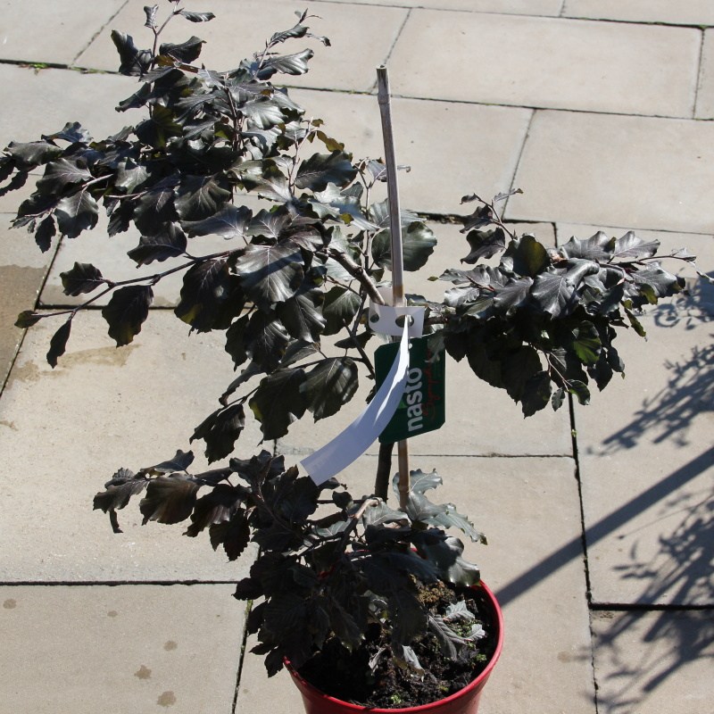 Buk lesní 'Tortuosa Purpurea' květináč 5 litrů, výška 40/60cm, větve od spodu, stromek-0