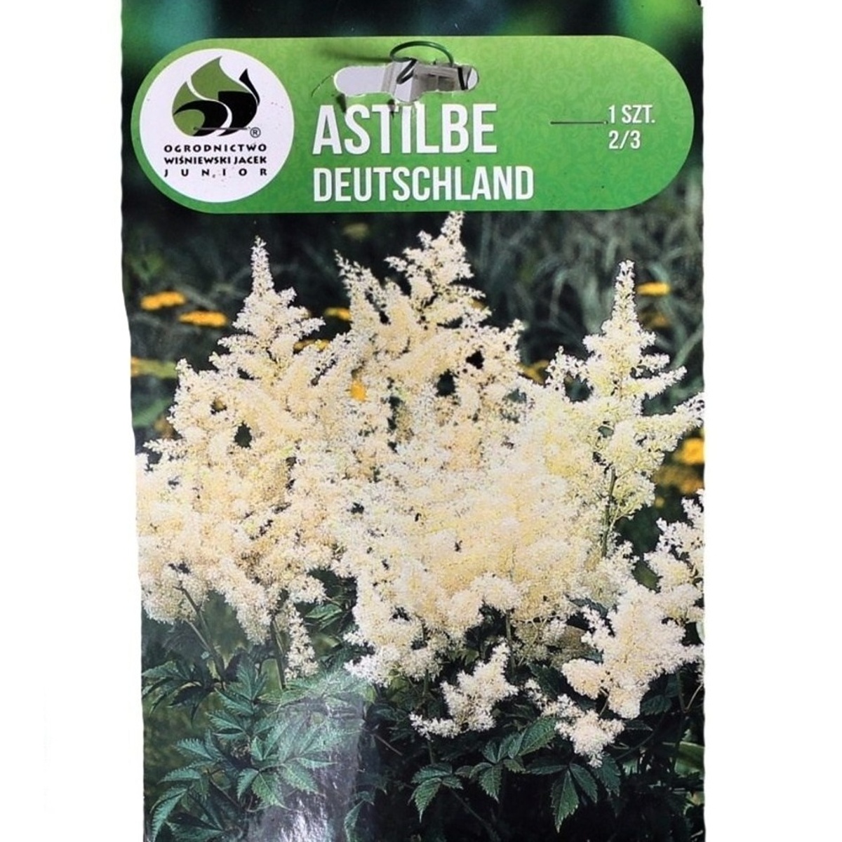 Čechravy - Čechrava japonská Deutschland 1ks