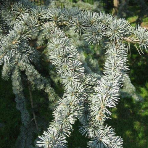 Vzrůstné jehličnany - Cedr atlaský 'Glauca' výška 100/125cm, 18 litrů