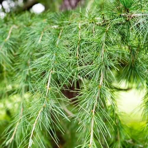 Vzrůstné jehličnany - Cedr himalájský 10 litrů