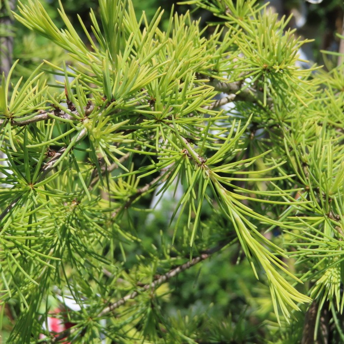 Vzrůstné jehličnany - Cedr himalájský 'Aurea' 10 litrů