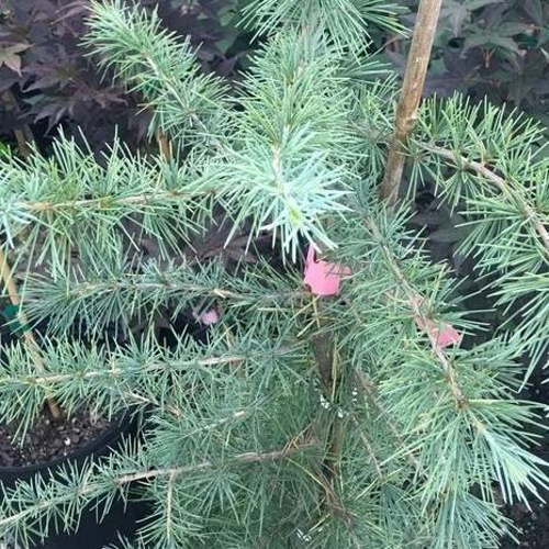 Vzrůstné jehličnany - Cedr himalájský 'Bush Electra' výška 125/150cm, 18 litrů