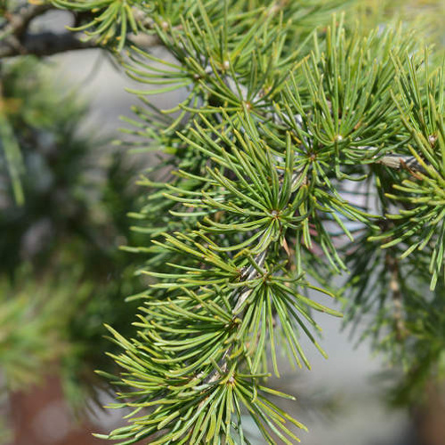 Vzrůstné jehličnany - Cedr libanonský 'Sargenti' kmínek 1/2, 15 litrů