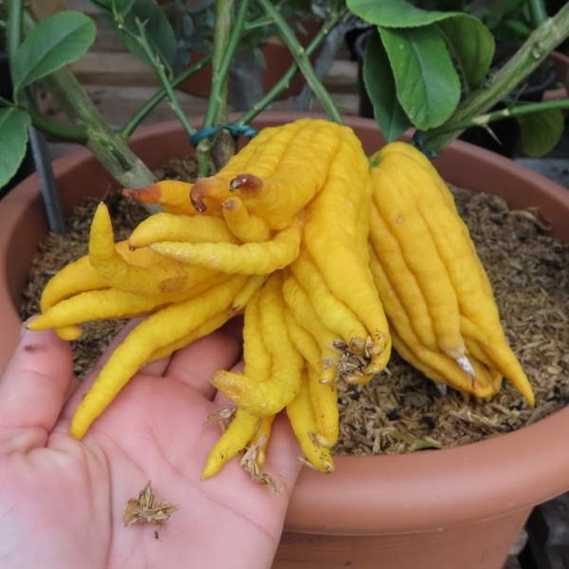 Nádobové květiny - Cedrát Mano di Buddha výška 60/80cm, květináč 12 litrů