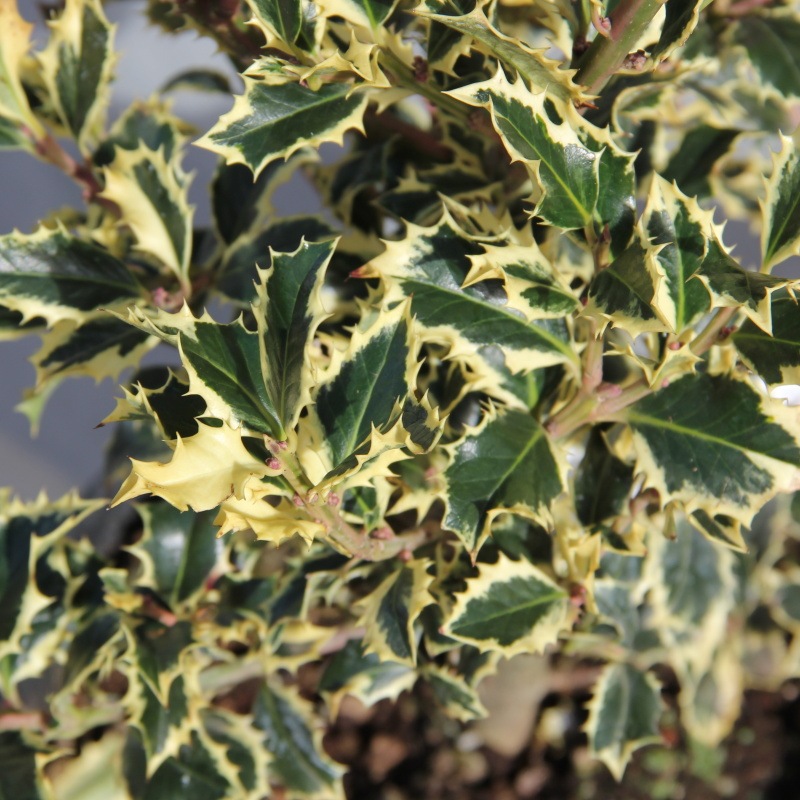 Stálezelené keře - Cesmína ostrolistá Variegata květináč 10 litrů, výška 80/100cm, keř, samice