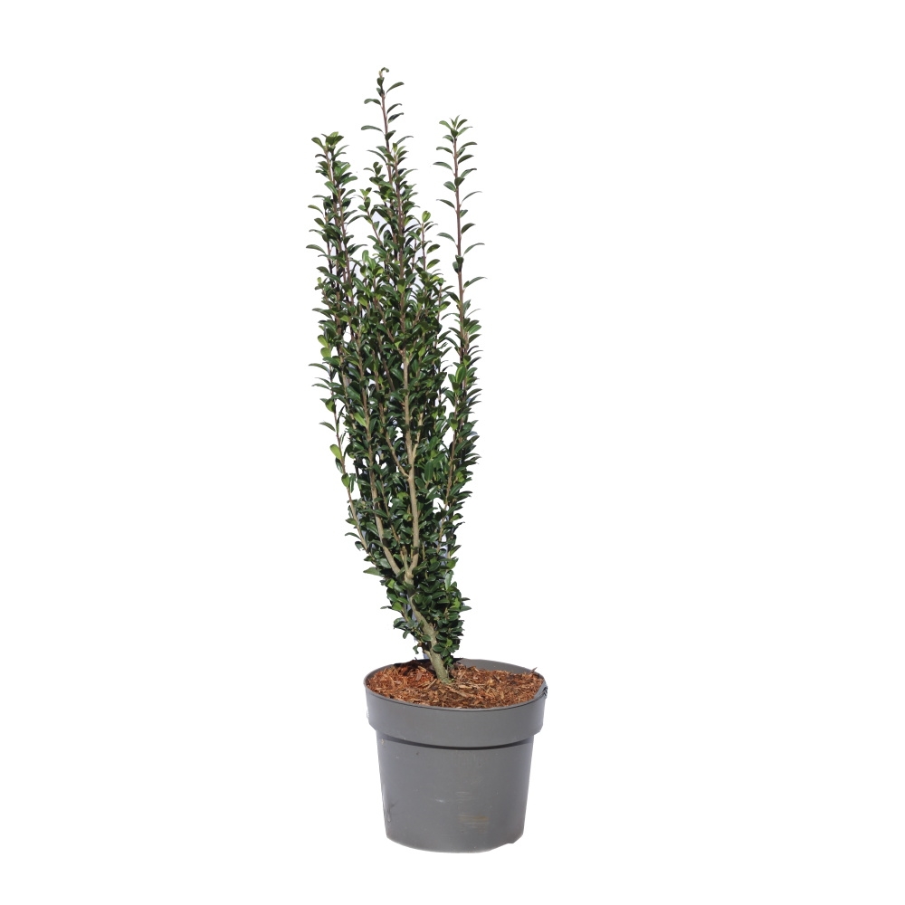 Stálezelené keře - Cesmína vroubkovaná Fastigiata výška 40/50cm, květináč 3 litry
