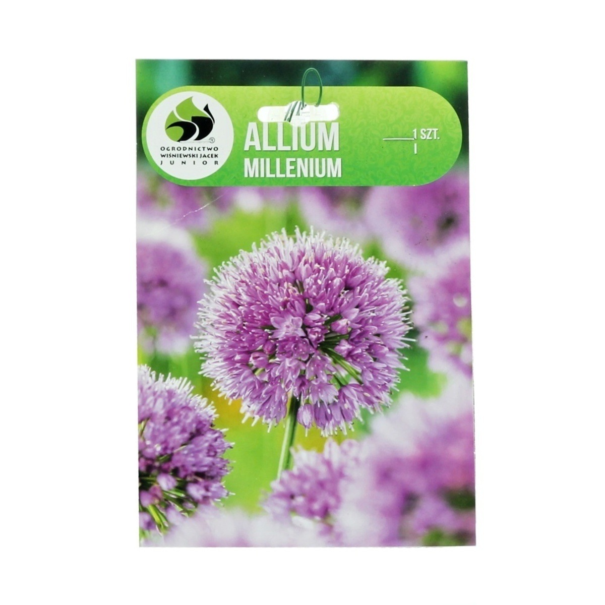 Okrasný česnek - Česnek okrasný Millenium 1ks