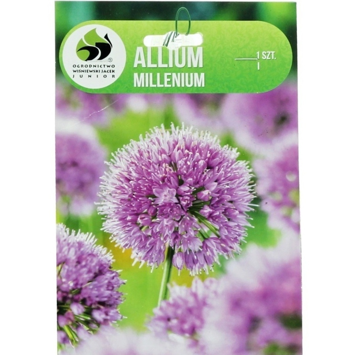 Okrasný česnek - Česnek okrasný Millenium 1ks