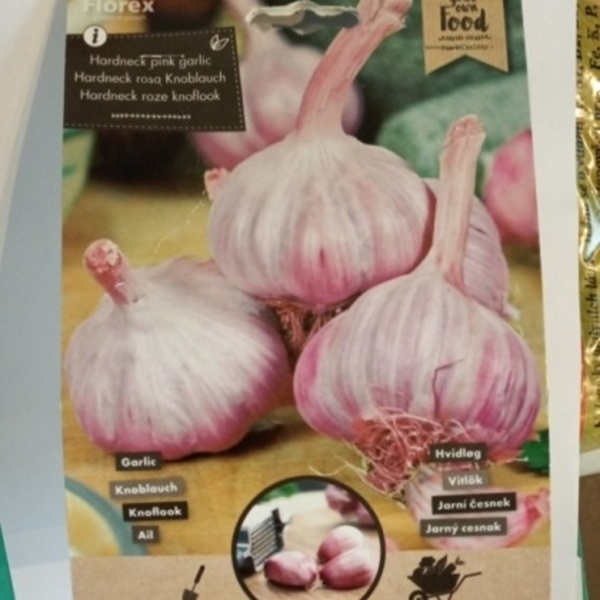 Sadba česneku a cibule - Česnek sadbový SULTOP 3ks