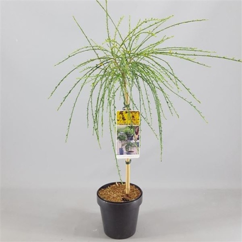 Rostliny - Čilimník 'Golden Tears' kmínek 60cm, 5 litrů