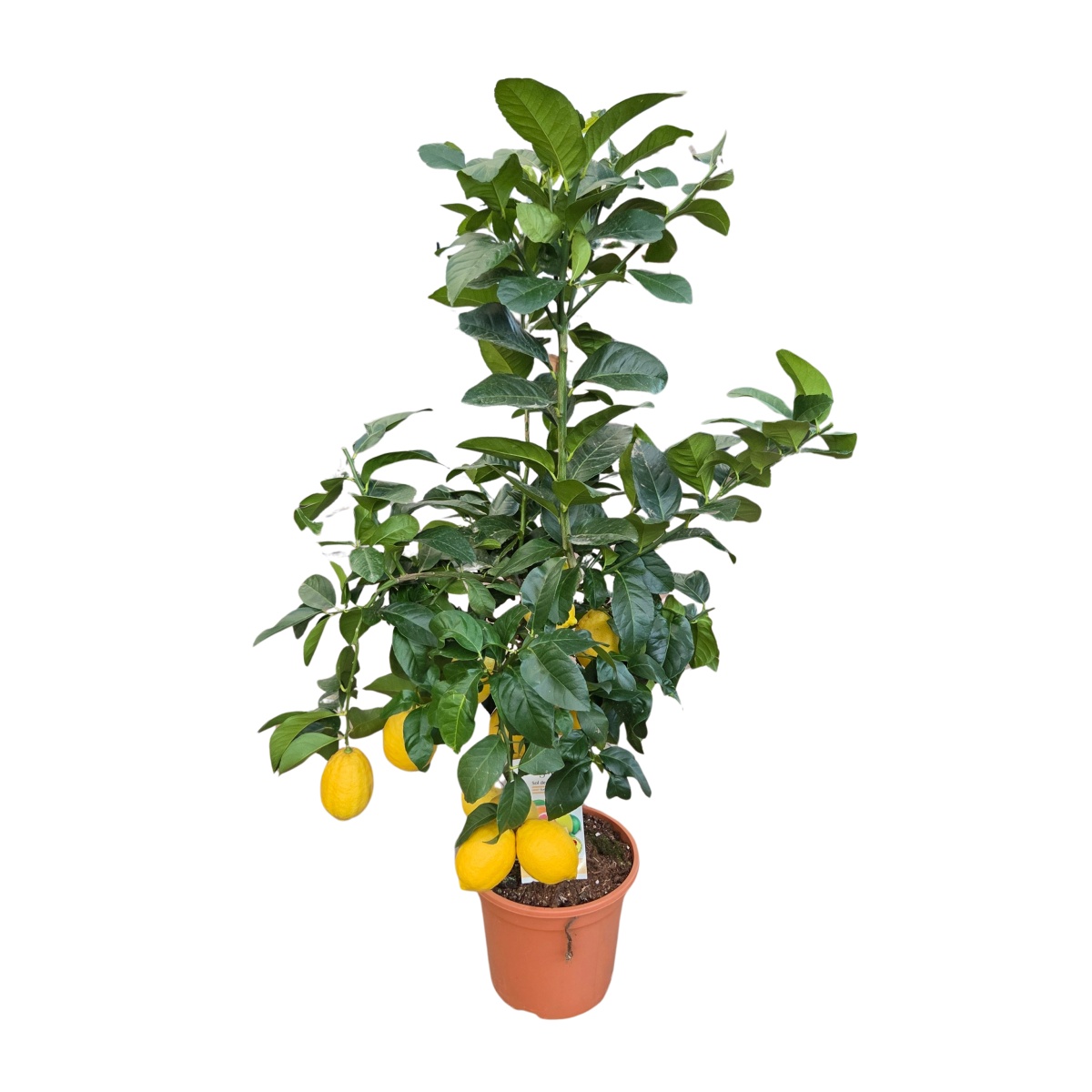 Nádobové květiny - Citroník pravý květináč 28 litrů