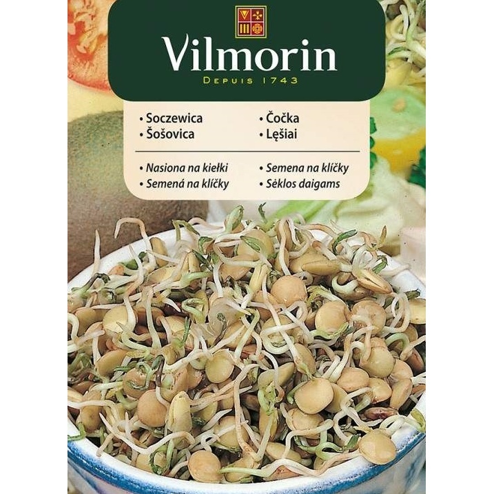 Klíčky - Čočka semena na klíčky