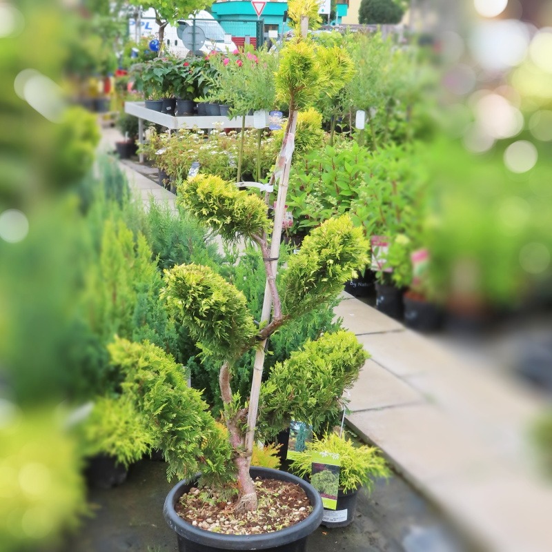 Cupressocyparis leylandii 'Gold Rider' bonsai květináč 30 litrů-0