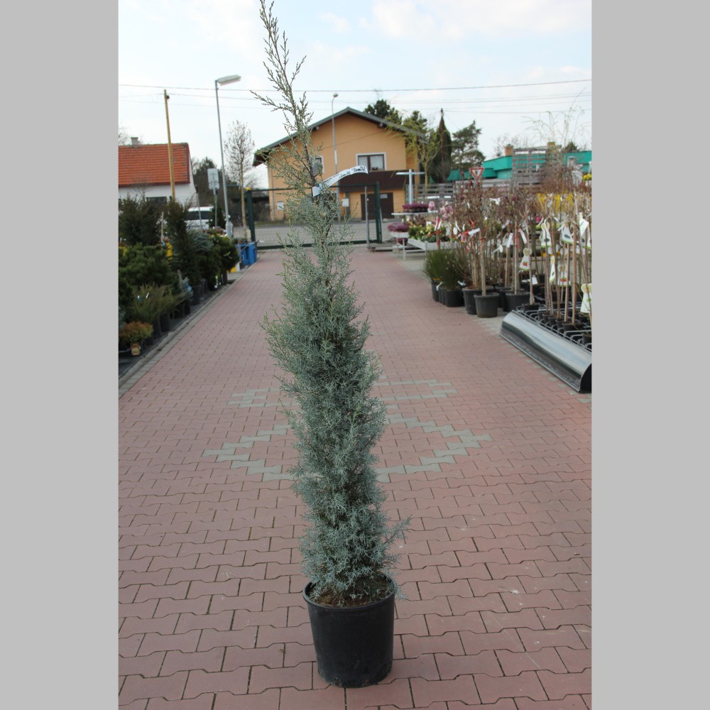 Cypřiš arizonský 'Fastigiata' 15 litrů-0