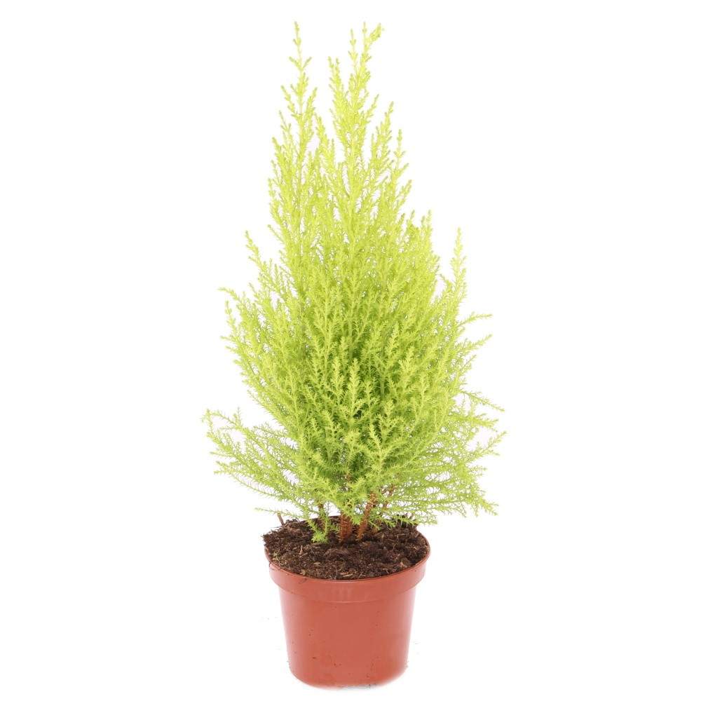 Podzimní rostliny - Cypřiš Gold Crest květináč 14cm