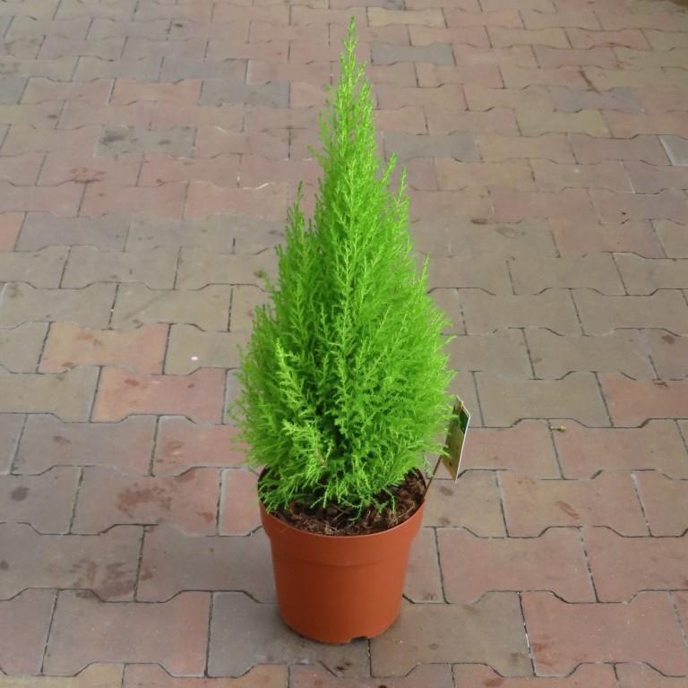 Nádobové květiny - Cypřiš 'Goldcrest' 90cm