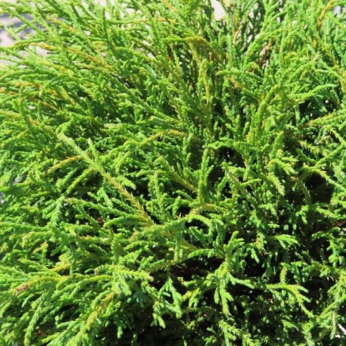 Zakrsle rostoucí jehličnany - Cypřišek hrachonosný 'Filifera Nana' výška 40/50cm, 7,5 litru