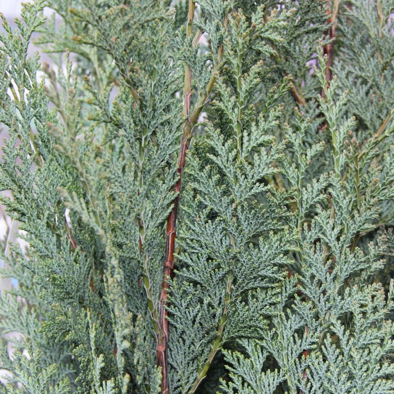 Jehličnany - Cypřišek Lawsonův 'Columnaris' 5 litrů