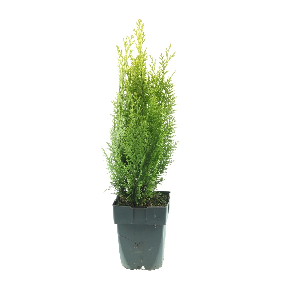 Vzrůstné jehličnany - Cypřišek Lawsonův Ivonne výška 30/40cm, květináč 2 litry