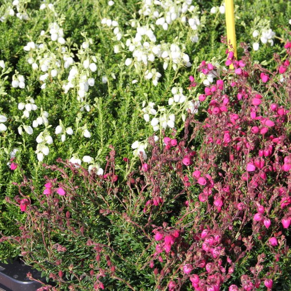 Podzimní rostliny - Dabécie kantabrijská 13cm