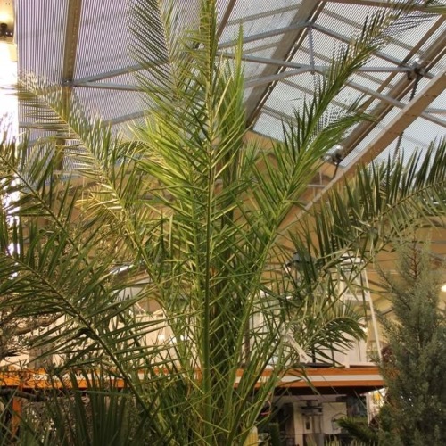 Nádobové květiny - Datlovník kanárský