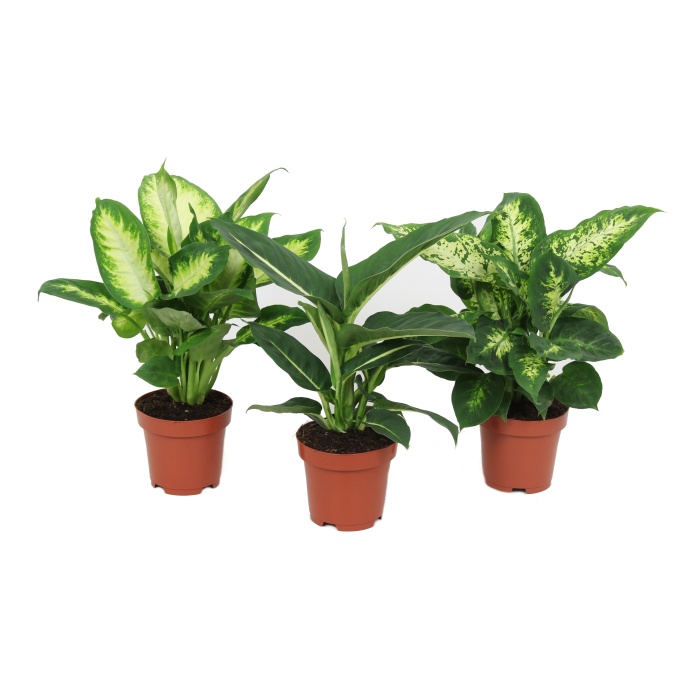 Pokojové rostliny okrasné listem - Difenbachie mix květináč 12cm