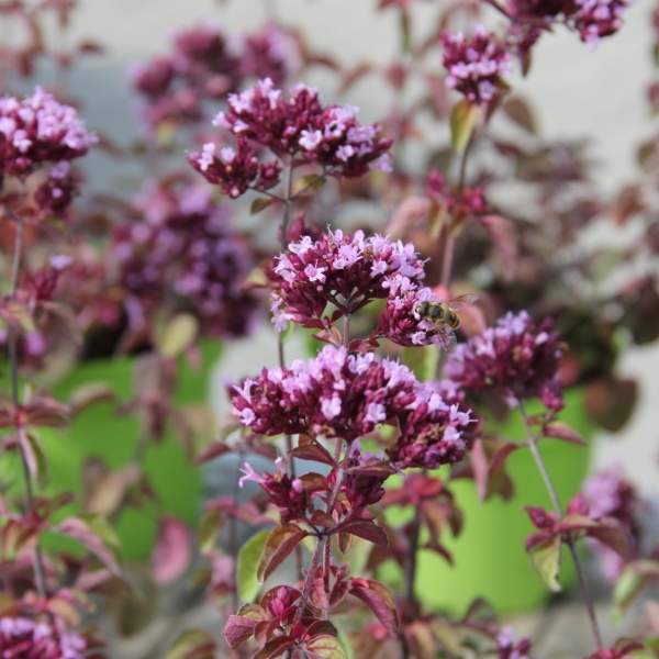 Rostliny - Dobromysl 'Rosenkuppel' květináč 12cm