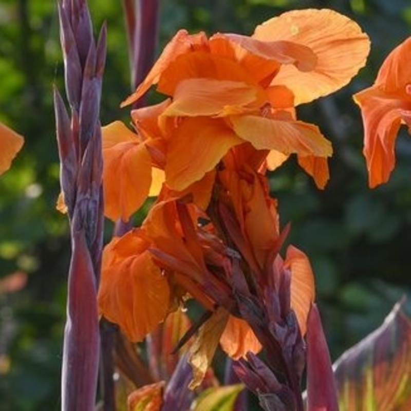 Ostatní jarní cibuloviny - Dosna 'Phasion' 1ks