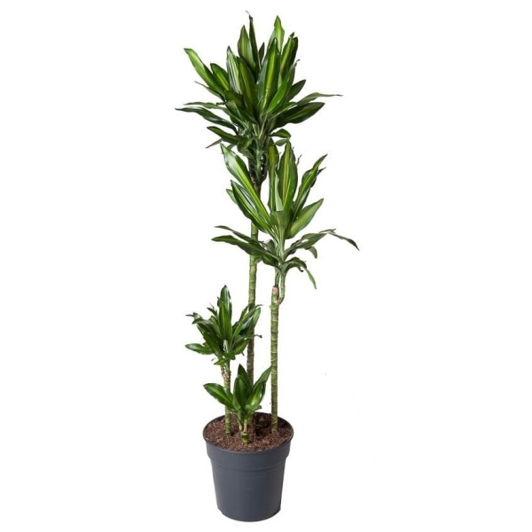 Pokojové rostliny okrasné listem - Dračinec Cintho květináč 32cm, výška 150cm