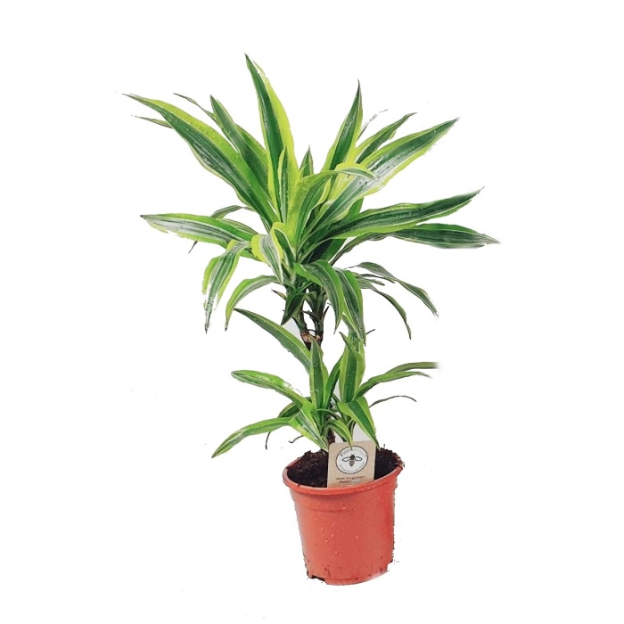 Pokojové rostliny okrasné listem - Dračinec Lemon Lime výška kmínků 30-10cm, květináč 17cm