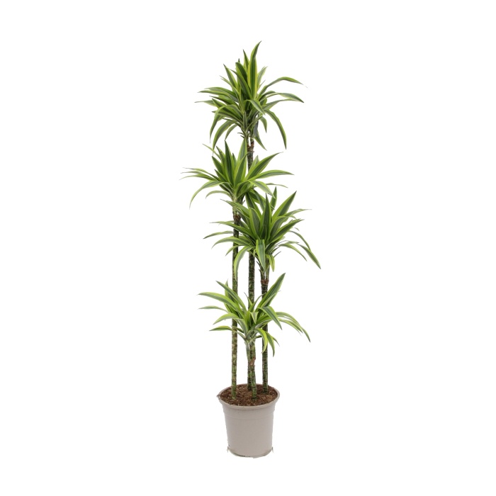 Pokojové rostliny okrasné listem - Dračinec Lemon Lime výšky kmínku 120-90-60-30cm, květináč 27cm