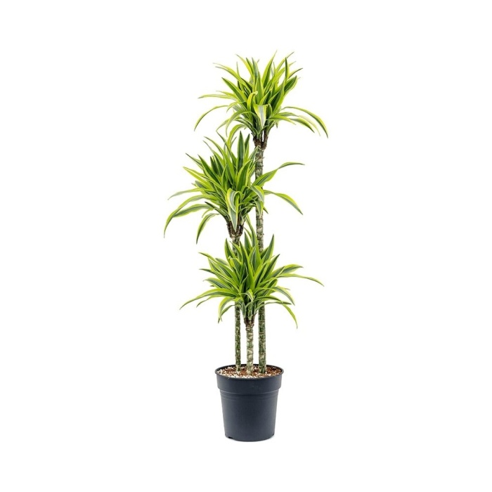 Pokojové rostliny okrasné listem - Dračinec Lemon Lime výšky kmínku 90-60-30cm, výška 150cm, květináč 24cm