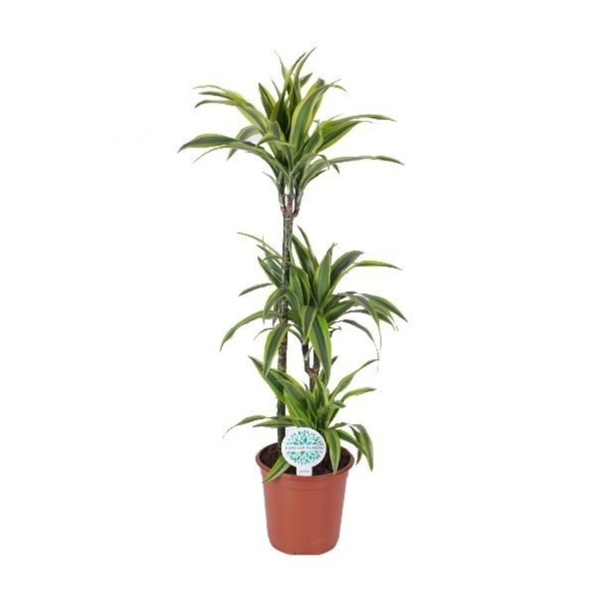 Pokojové rostliny okrasné listem - Dračinec vonný Lemon Lime výšky kmínku 75-30-10cm, květináč 24cm