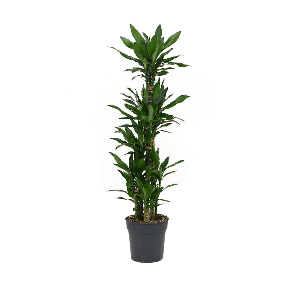 Pokojové rostliny okrasné listem - Dračinec vonný výška 170cm, květináč 27cm, carrousel