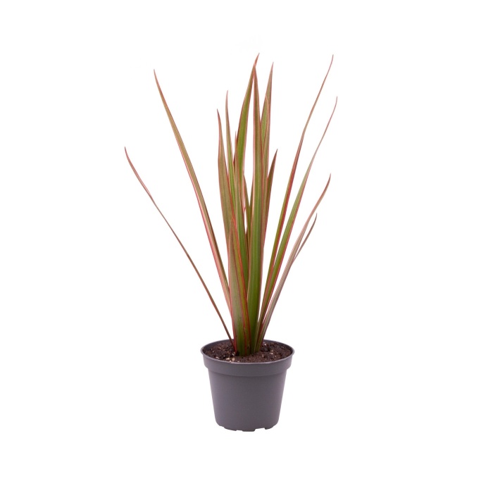 Pokojové rostliny okrasné listem - Dračinec vroubený Bicolor květináč 6cm