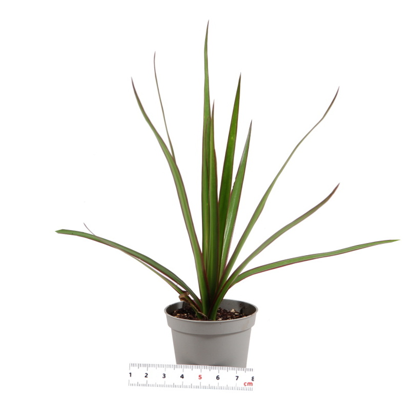 Dračinec vroubený Bicolor květináč 6cm-0