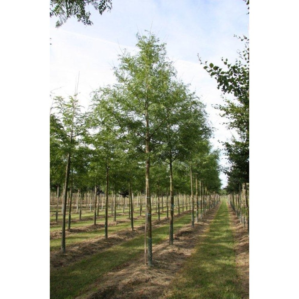 Soliterní stromy - Dřezovec trojtrnný Skyline výška kmene 225cm, zemní bal