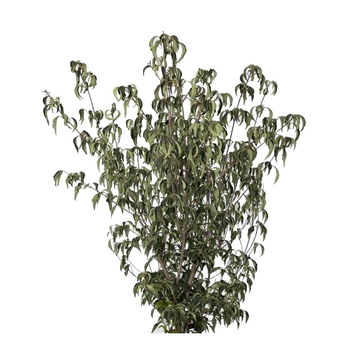 Rostliny - Dřín kousa Cappuccino výška 125/150cm, květináč 45 litrů
