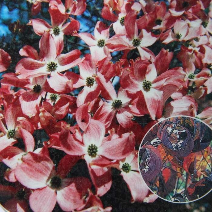 Rostliny - Dřín květnatý 'Rubra' výška 175/200cm, květináč 55 litrů