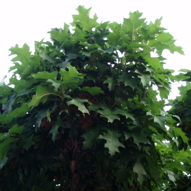 Rostliny - Dub bahenní 'Green Dwarf' kmínek 40cm, květináč 15 litrů