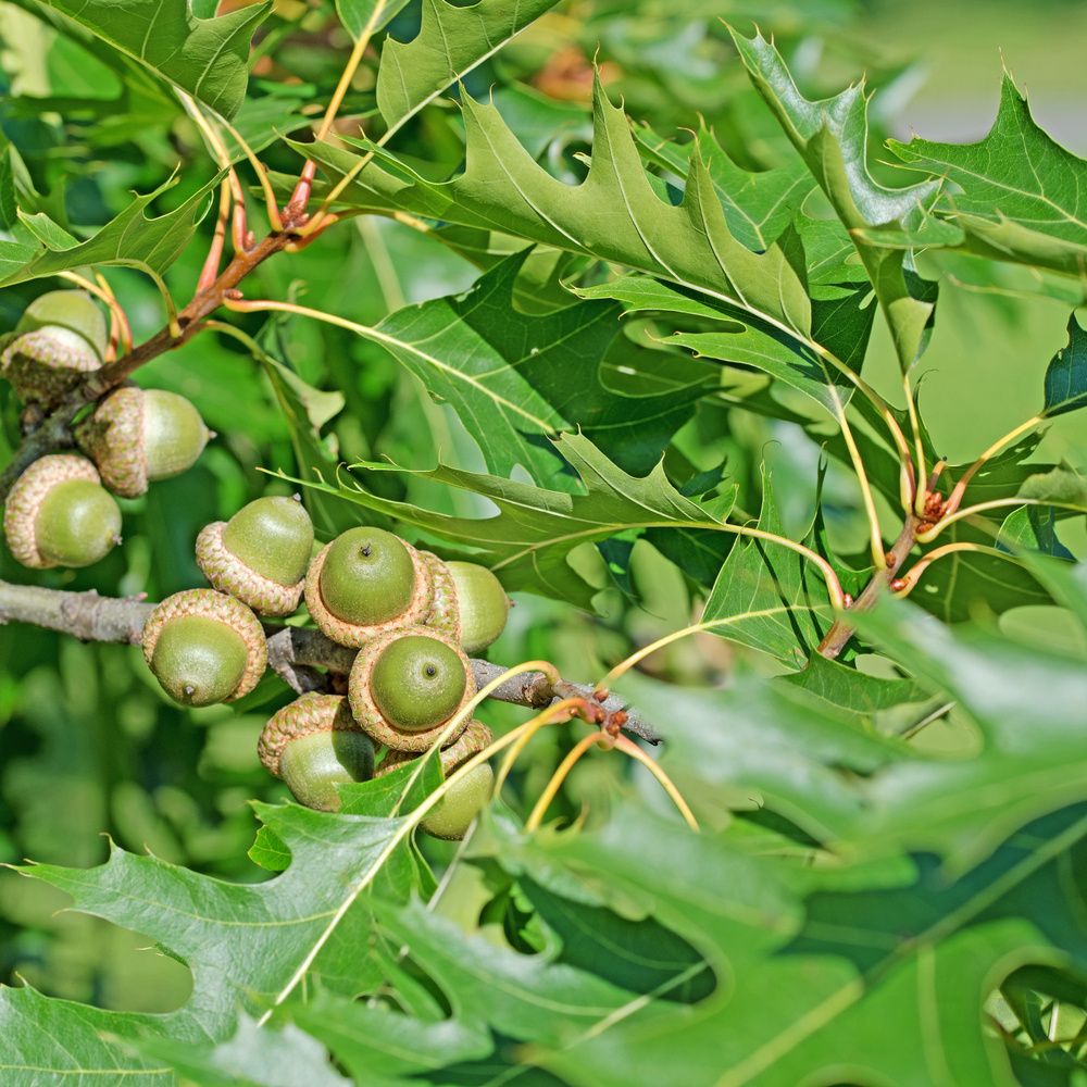 Dub bahenní výška kmene 225cm, zemní bal-0