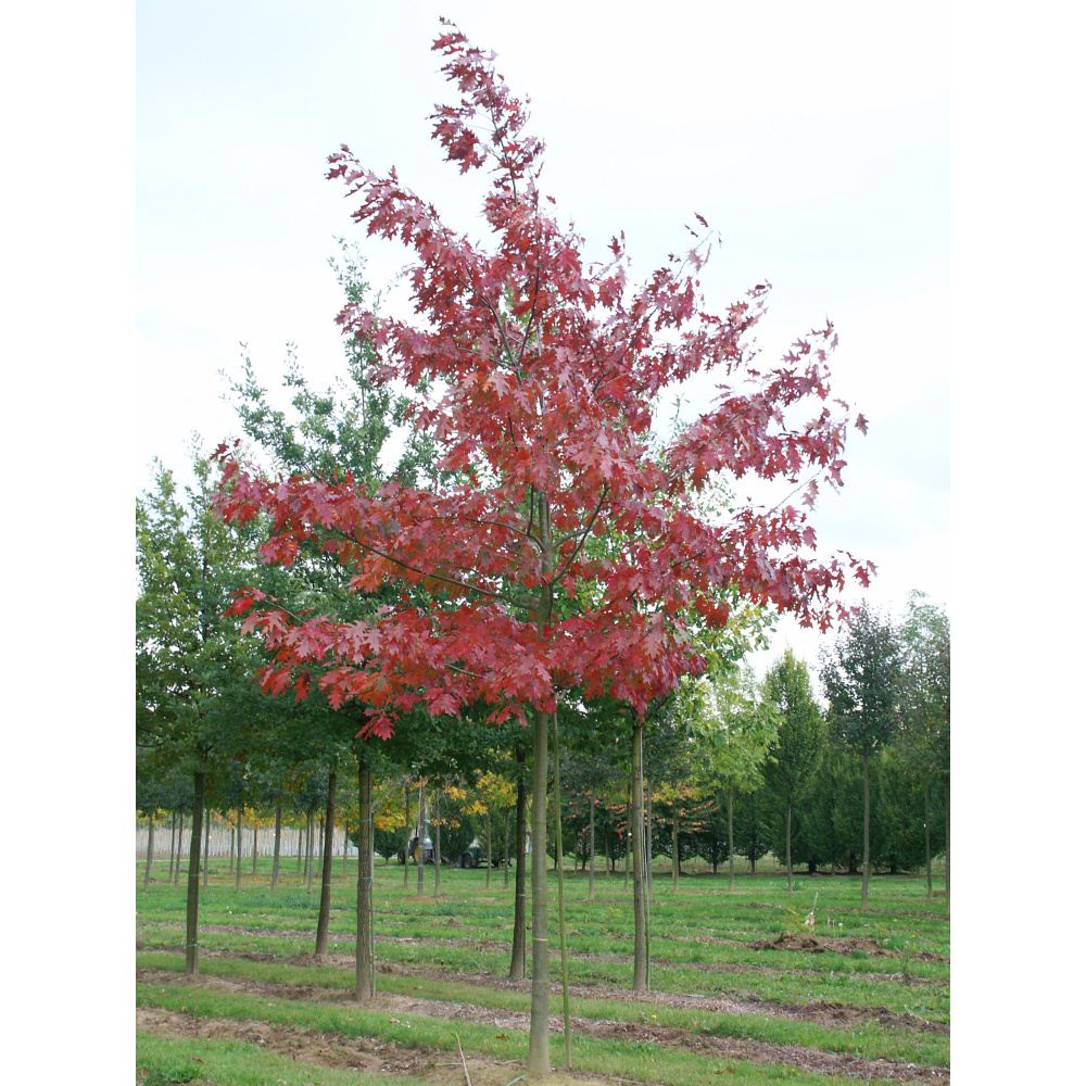Soliterní stromy - Dub červený výška kmene 225cm, zemní bal