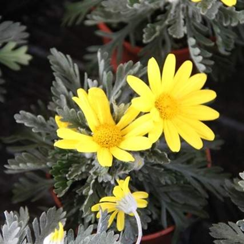 Nádobové květiny - Euryops hřebenitý květináč 11cm