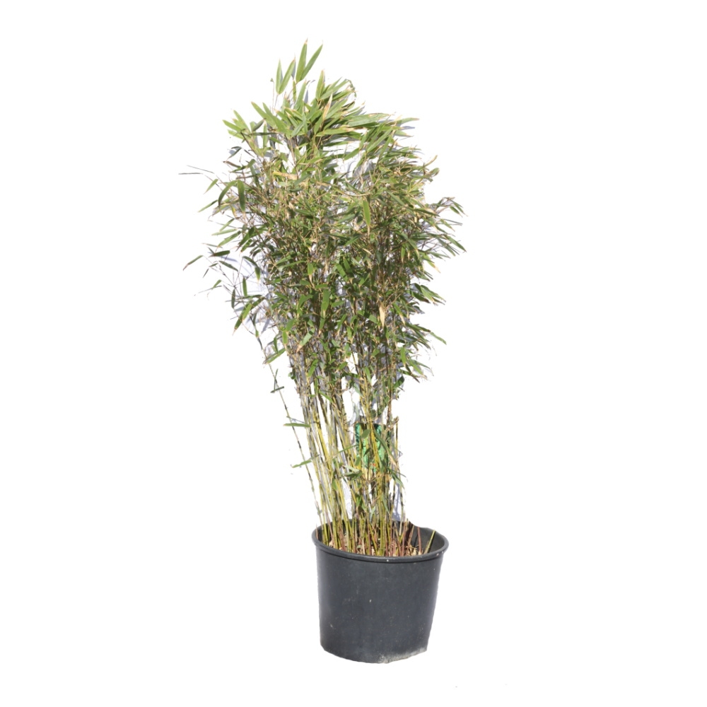 Stálezelené keře - Fargésie Rufa květináč 10 litrů, výška 50/80cm