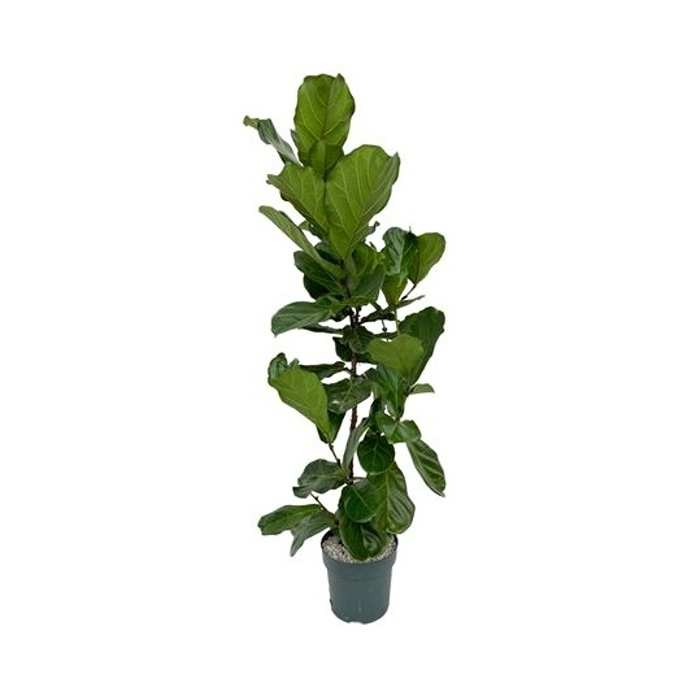 Ekologicky pěstované pokojové rostliny - Fíkovník lyrový s více kmeny, hydroponický květináč 30cm
