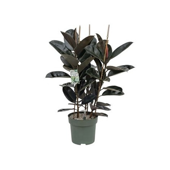 Ekologicky pěstované pokojové rostliny - Fíkovník Mandela hydroponický květináč 30cm