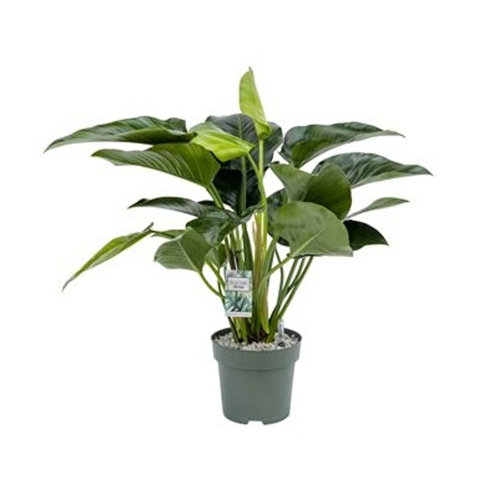 Ekologicky pěstované pokojové rostliny - Filodendron Green Beauty hydroponický květináč 27cm