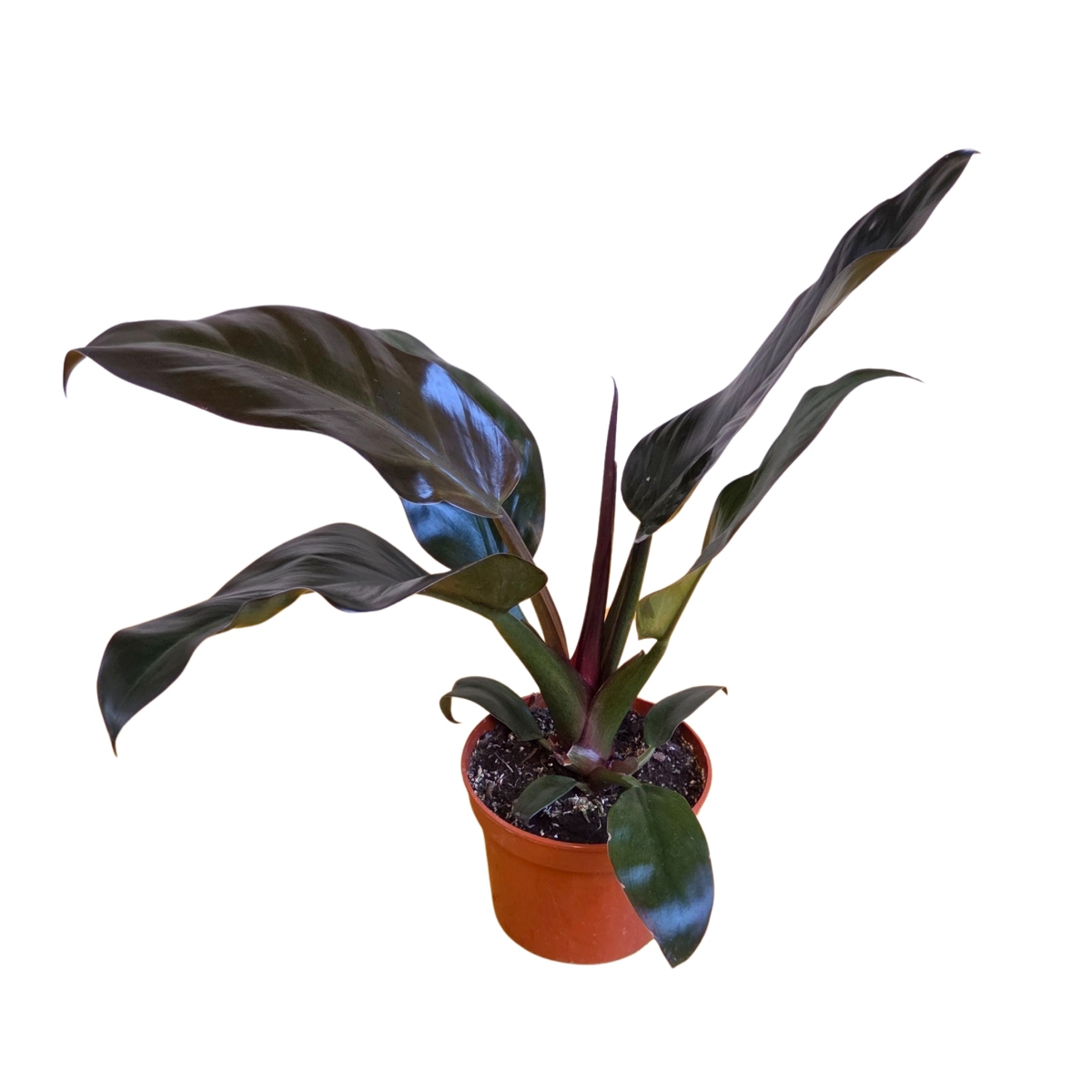 Pokojové rostliny okrasné listem - Filodendron Imperial Red květináč 12cm