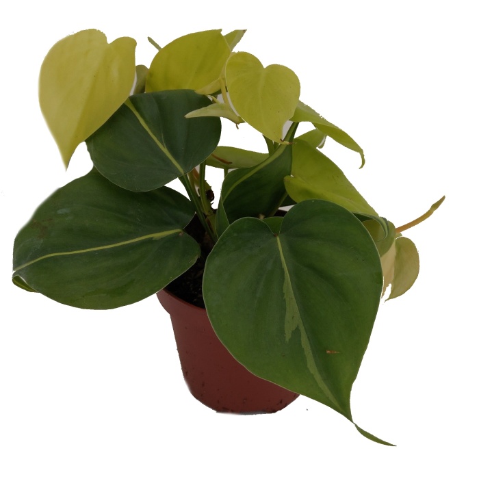 Pokojové rostliny okrasné listem - Filodendron květináč 11cm
