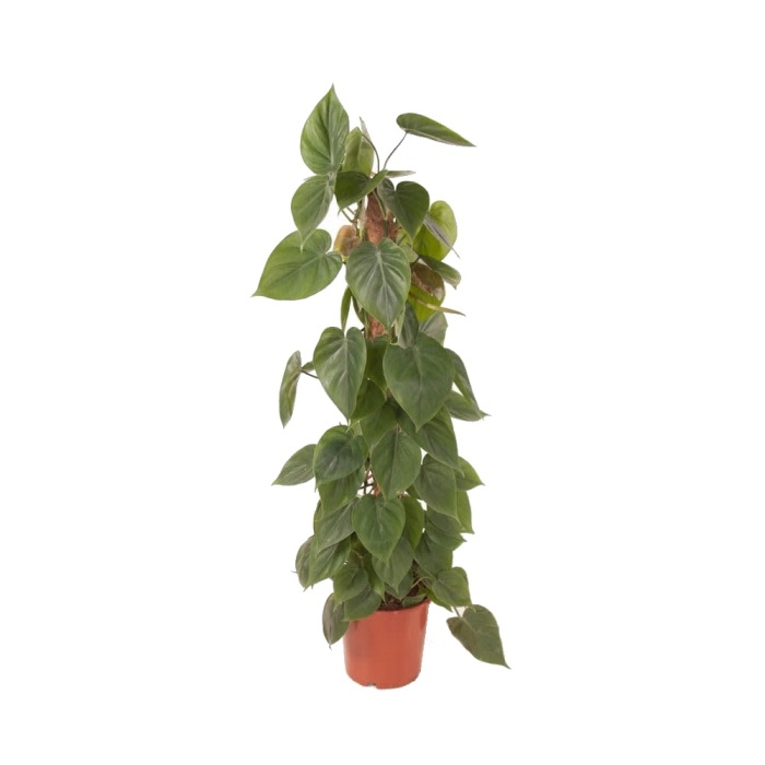 Pokojové rostliny okrasné listem - Filodendron květináč 23cm